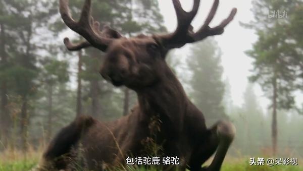看完“神奇的猪”，你还会觉得猪“笨”了么