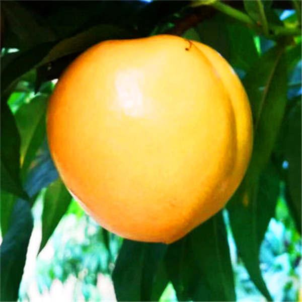 新品种"金皇后"黄桃,果形优美,口感脆甜多汁,你吃过吗?