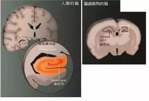 发展孩子大脑最好的三个方法，运动、阅读和游戏