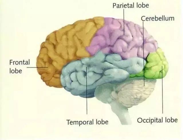 发展孩子大脑最好的三个方法，运动、阅读和游戏