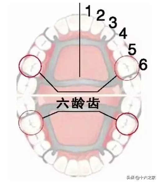 牙齿的好坏和遗传有关系么？