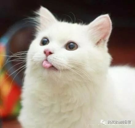 猫咪吐舌头实在太萌了！那么猫咪为什么吐舌头呢？