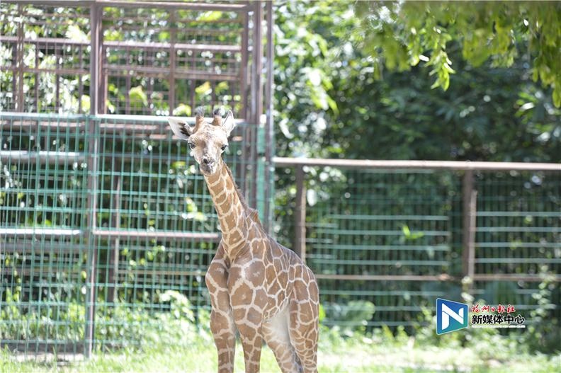 刚满月身高一米八 福州市动物园首次成功繁殖长颈鹿