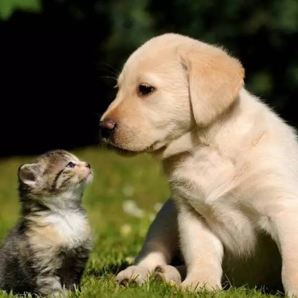 怀孕时养狗抱猫宝宝会畸形吗？