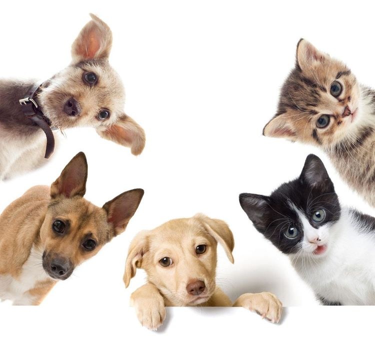 怀孕时养狗抱猫宝宝会畸形吗？
