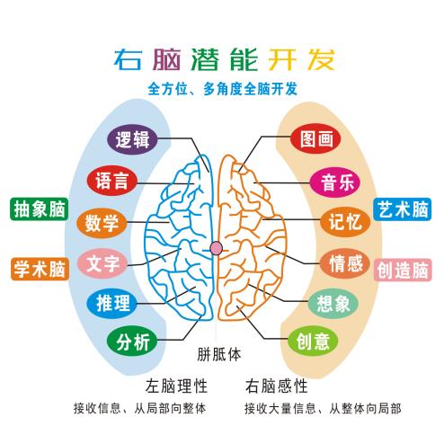 大脑发育的每一步都至关重要