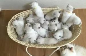 Cat Couldn't Control Itself and Produced Too Many Kittens, Causing the Owner to Be Worried