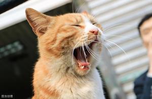 Don't cry, orange cat, it's not your fault that you're chubby – it's adorable and excessive!