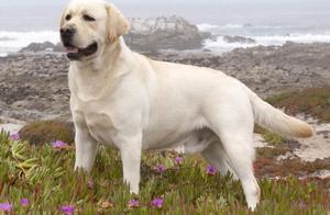 Things You Need to Know Before Raising a Labrador Retriever