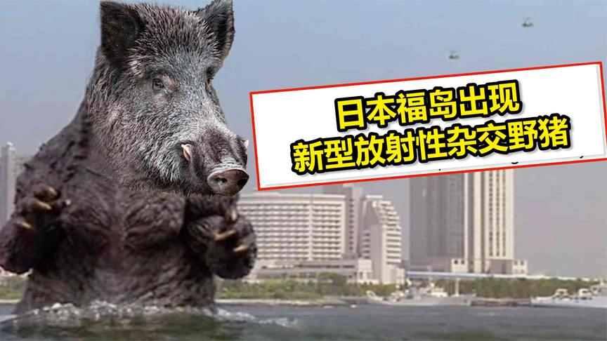 放射性元素严重超标!日本福岛出现新型放射性杂交野猪