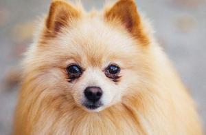 Poodle Tears: Are They Ugly? 6 Ways to Say Goodbye to Them