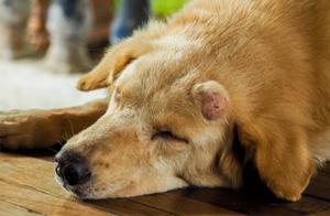 Lumps on Dogs: What Causes Them? This Could Be a Sign of a Serious Illness