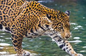 American Tiger