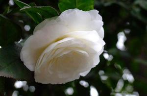 Psychology: Choose Your Most Appealing Flower and Discover How Many People Secretly Admire You