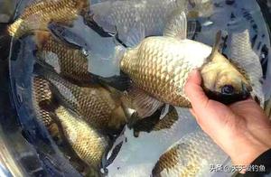 Winter Fishing: Proper Poring Techniques Increase Your Catch Rate