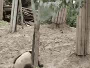 Daily Laugh: Panda - Don't Disturb Our Rare Species' Private Moment