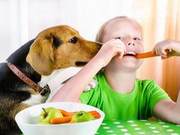 How to Properly Choose Dog Food?