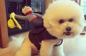 How to Deal with Severe Body Odor in Pomeranians? Learn 5 Ways to Solve Body Odor