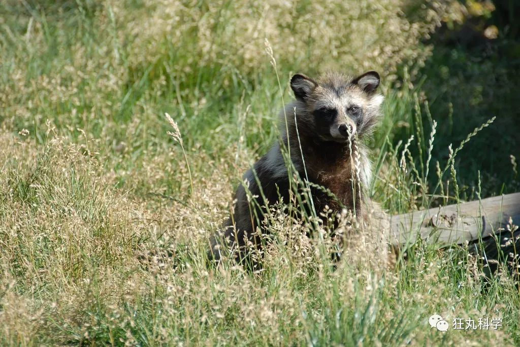 介绍它 貉 一种非常古老的犬科物种 体型短粗而肥壮 体色乌棕毛发亮