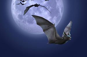 Do Bats' Ultrasound Vision Work? Are They All 'Blind'?
