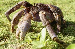 Giant Coconut Crab