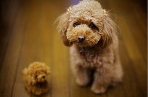 Bad Teddy Dog Hair? Here's What Owners Can Do to Make It More Beautiful