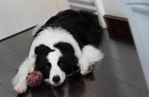 If Your Dog Exhibits These Signs, It Means It's Afraid of Being Alone – Does Your Dog Have Any of These?