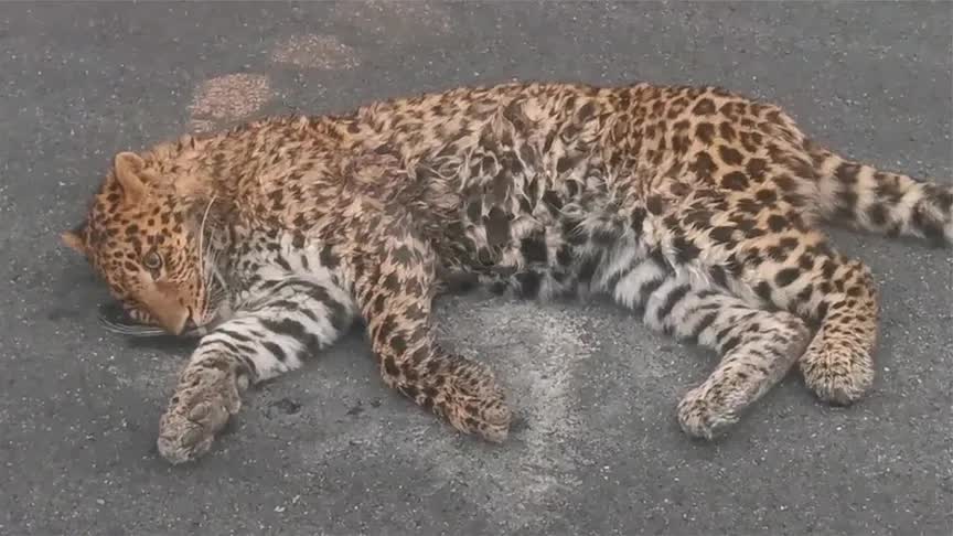 网友偶遇受伤金钱豹躺路中间官方受严重内伤伤势过重不幸死亡