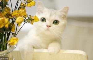 How to Assess the Quality of Silver Gradient Cats, and How to Distinguish Between Silver Gradient and Silver Point Cats