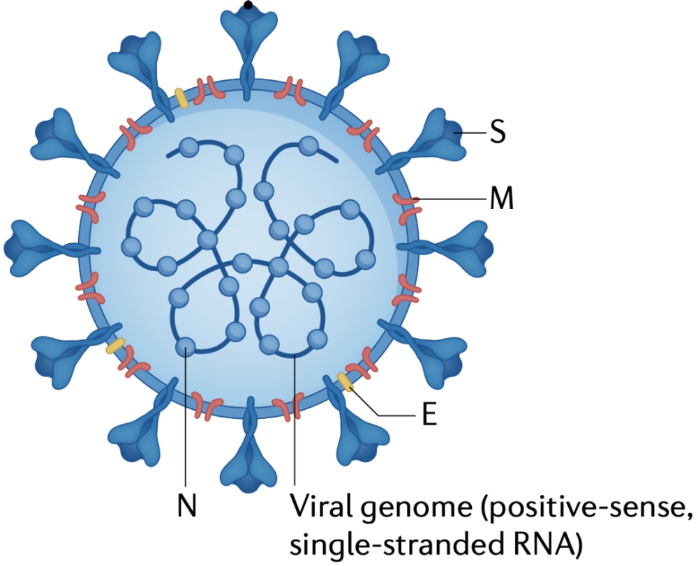 從結構上看,新冠病毒與其他6種冠狀病毒一樣,病毒粒子由核衣殼(n),膜