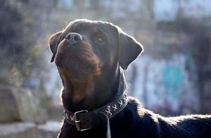 The 5 Things German Shepherds Fear Most (That You Should Know)