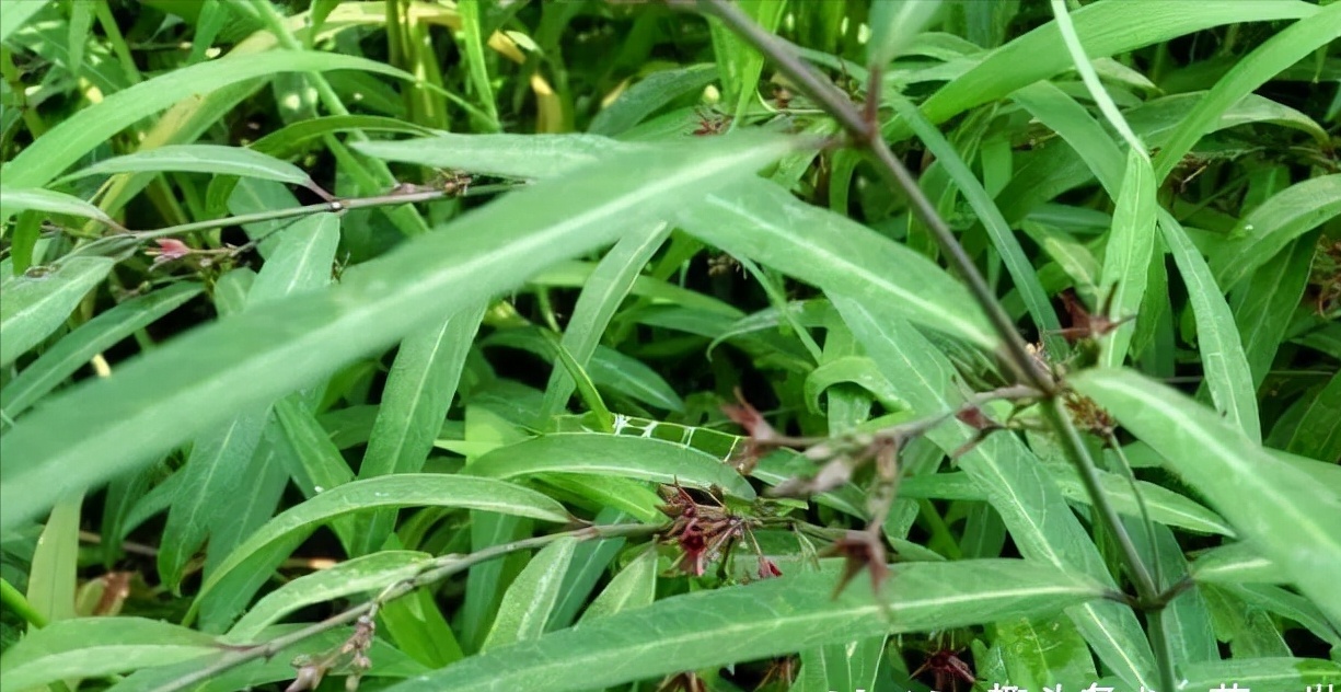 大鶴瓢,芫花葉白前,溪瓢羹,消結草,烏梗仔,鵝管白前等,為蘿藦科鵝絨藤