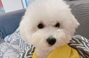 A dog's bad temper isn't always the dog's fault – let's see if you've done this right