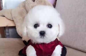 6 Key Features of Purebred Bichon Frises – Is Your Dog Pure?