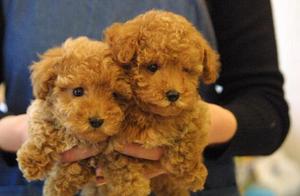 6 Key Characteristics of Purebred Teddy Dogs: Is Your Teddy Dog Pure?
