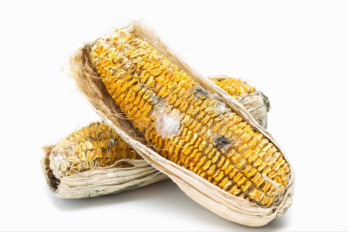 如黄曲霉毒素,伏马菌素,玉米赤霉烯酮,呕吐毒素,t-2毒素,烟曲霉毒素