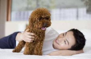 6 Challenges of Raising a Teddy Dog – Will You Still Dare to Raise One?