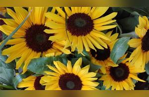 Sentences to Make Yourself Radiant, Every Sentence is Positively Energizing
