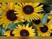 Positive Life Sentences, Inspire Life, Full of Sunshine