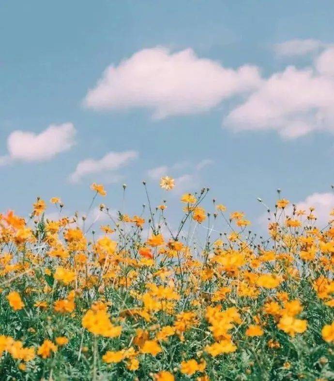 花草樹木,無人風景,寄託的是一個人悠遠又淡然的心.