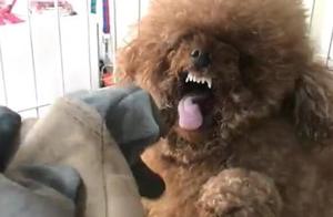 5 Dog Breeds Not Suitable for Families with Children – Teddy Dogs Make the List, Do You Have One at Home?