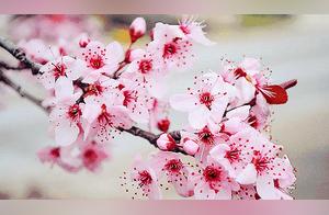 Pudong-Nanhu Peach Blossom Village: Don't Miss the Spectacular Sight of Ten Thousand Peach Blossoms!