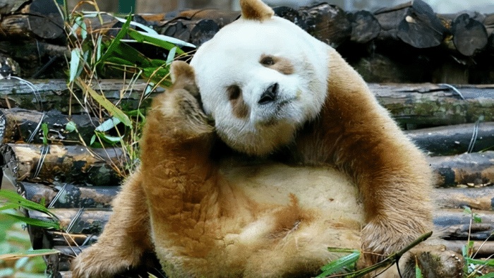 在众人的精心饲养下,小七仔从一只瘦瘦小小的幼崽,变成了一只圆滚滚的