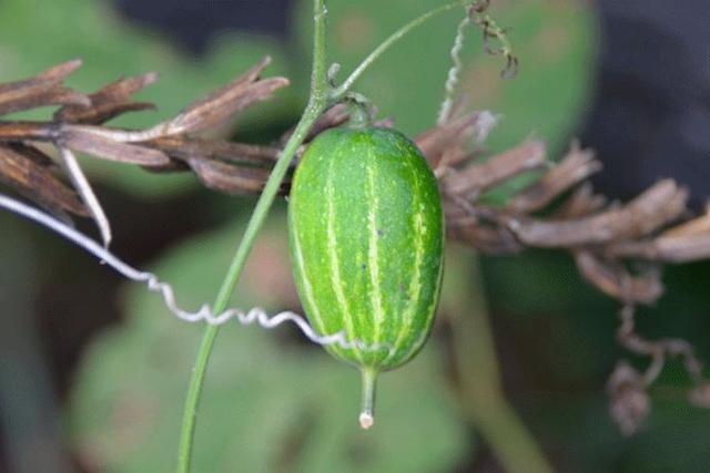 三候    王瓜生 |土瓜开始发芽.