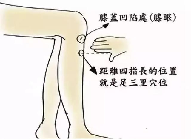 足三里穴