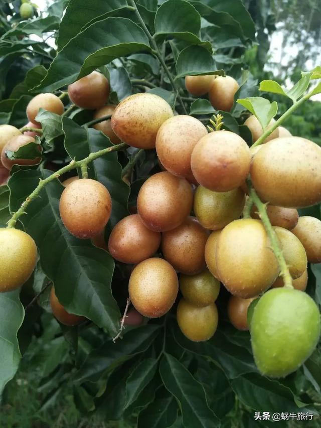 武鸣桥罗乡村,酸酸甜甜小黄皮快压倒树枝啦~快来摘