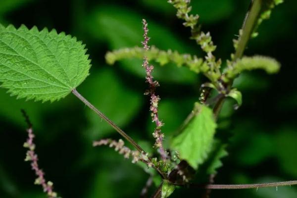 齒葉蕁麻系蕁麻科植物,為中國特有,性味淡,微寒,中醫用於治療風溼關節