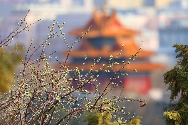【【环球网】北京:景山公园俯瞰故宫 初春美景醉人