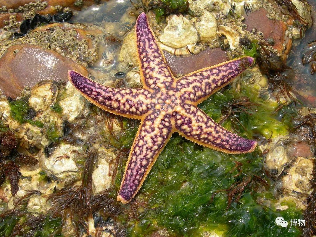 山东胶州湾近海海域的海星数量为何暴增?