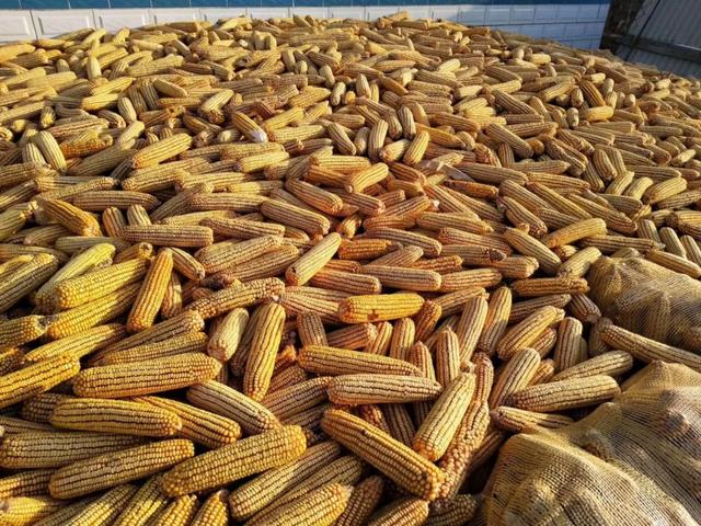 现在不过是阳历的8月17号,距离东北玉米大规模收割,上市还有差不多俩